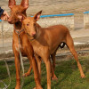 A pair of Pharaoh Hound dog one male and one female