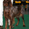 Picardy Spaniel or Epagneul Picard with chocolate coat
