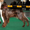 Picardy Spaniel Dog Breed Profile Side View Full Body