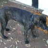 Plott hound Dog from Germany