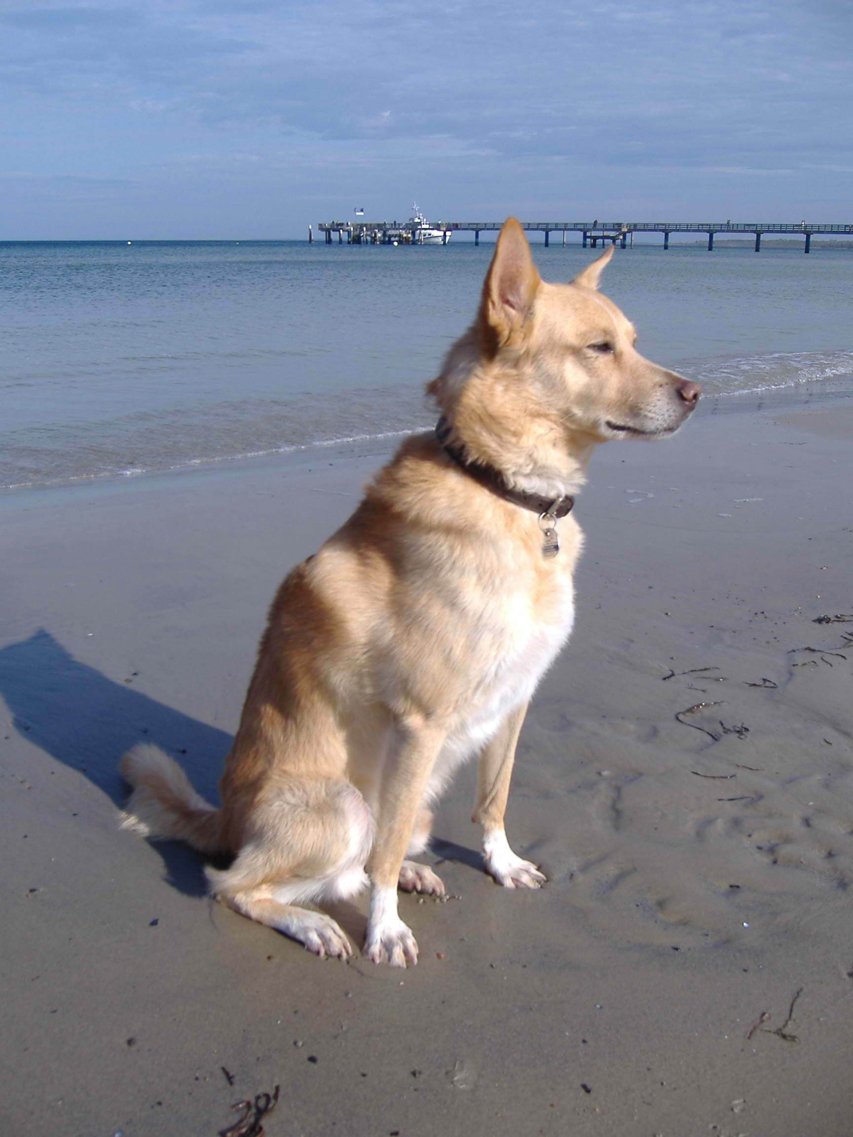 Portuguese Podengo – Dog Breed Guide