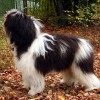 Polish Lowland Sheepdog out in the woods