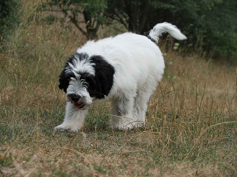 Polish Lowland Sheepdog – Dog Breed Guide