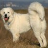 White Dog Breeds Polish Tatra Sheepdog Side View Full Body