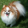 tricolor coated pomeranian dog with eyes closed and tongue out