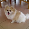 Pomeranian dog breed from China with white and tan coat