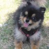 Pomeranian with black and tan coat with only one eye