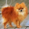Pomeranian dog with orange sable coat posing for cam