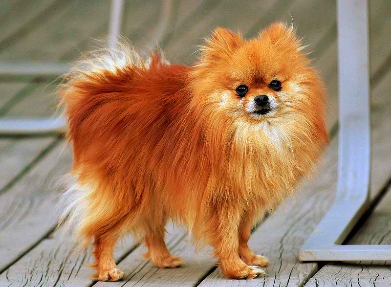 Pomeranian – Dog Breed Guide