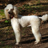 White coated Standard Poodle field type