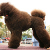 dog show contender standard poodle
