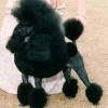 well groomed black standard poodle