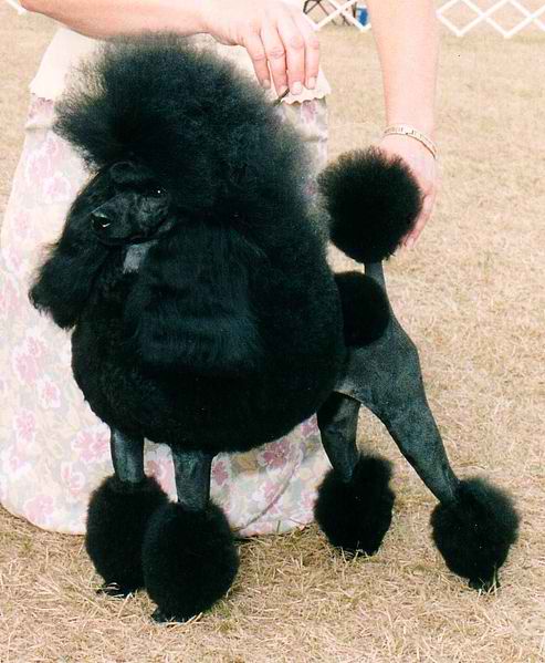 Poodle – Dog Breed Guide