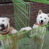 rare dog breeds korean pungsan dogs