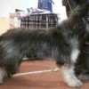 Portuguese Sheepdog Dog Breeds Profile Side View Full Body