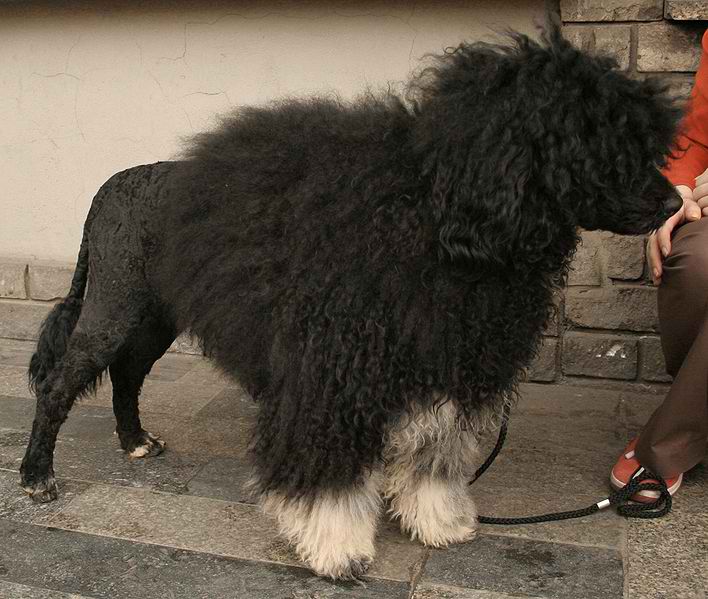 Portuguese Water Dog – Dog Breed Guide