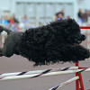 Portuguese Water Dog on an agility course