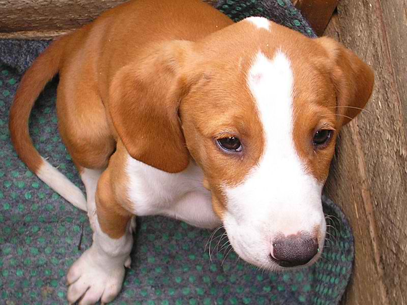 Posavac Hound – Dog Breed Guide