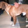 Posavac Hound Dog Breed Profile Side View Full Body