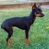 Prazsky Krysarik dog profile full body side view