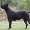Pure Black Presa Canario Dog