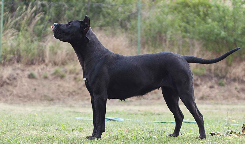 Presa Canario – Dog Breed Guide