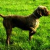 pudelpointer dog with one leg raised up