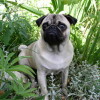 Pug dog breed pictorial in a garden setting