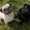 Two pug dogs fawn pug at the right black pug at left