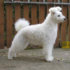 rare dog breeds white pumi dog