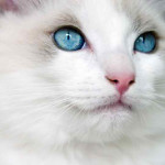 Ragdoll kitten blue eyes