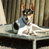 Rat Terrier with tricolor markings out under the sun