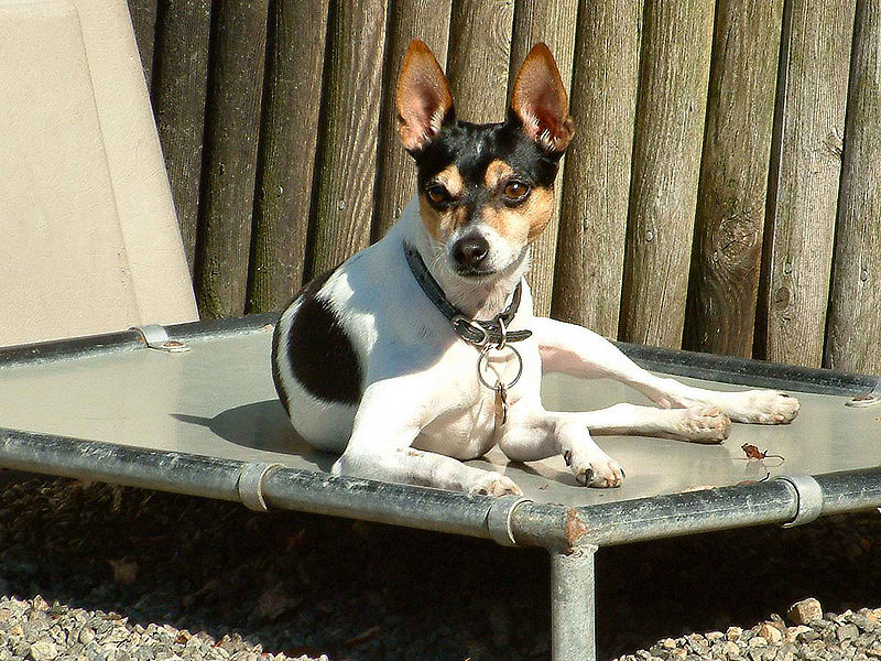 Rat Terrier – Dog Breed Guide