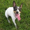 down angle shot of a toy rat terrier with tongue out