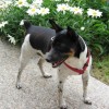 small Toy Rat Terrier with white coat and black markings