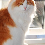 Red and white norwegian forest cat