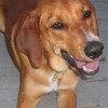 Smiling dog Redbone Coonhound Dog Breed Portrait