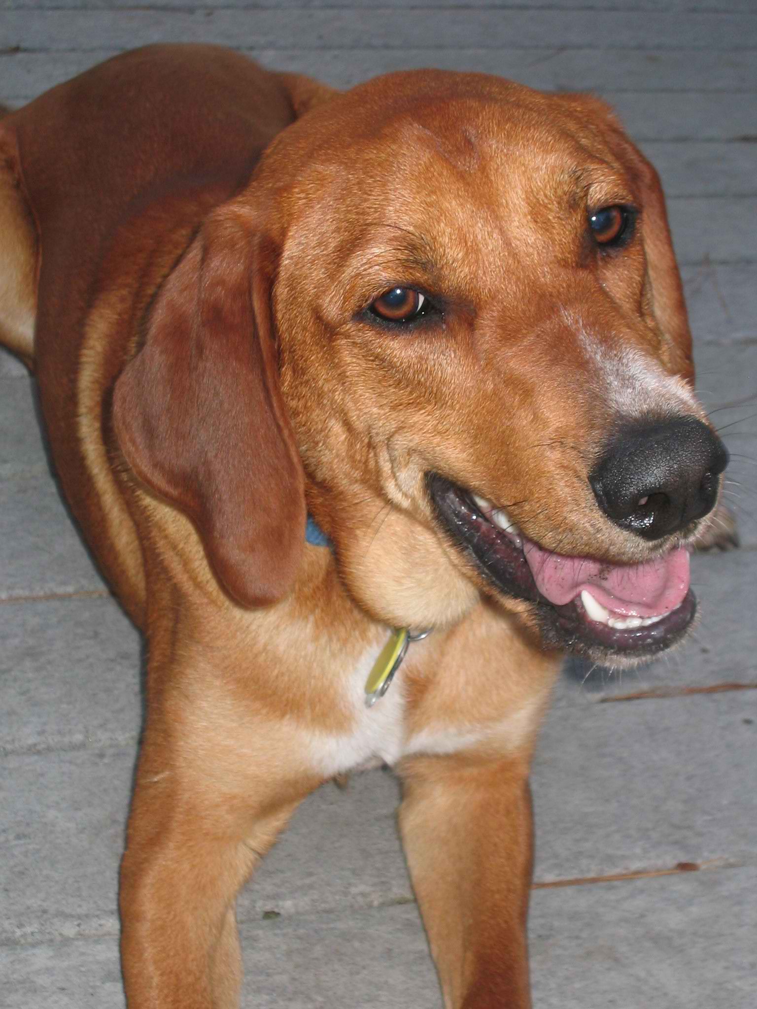 Redbone Coonhound – Dog Breed Guide