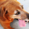 Coonhound Dog Breeds Redbone Coonhound Dog Breed Portrait Side View