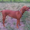 Dog Breed Profiles Redbone Coonhound Full Body Side View