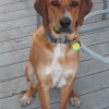 Hound Dog Breeds Redbone Coonhound Dog Breed Half Body Frontal View