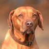 Rhodesian Ridgeback Dog Portrait Head Close-up