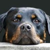 Roman Rottweiler Dog Protrait Close-up View