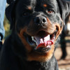 Smiling Dog Pictures - Roman Rottweiler Dog