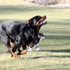 Roman Rottweiler Dog Running out in the field