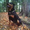 Roman Rottweiler Dog Sitting In The Woods