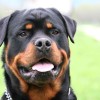 Rottweiler Dog Portrait Close-up of face