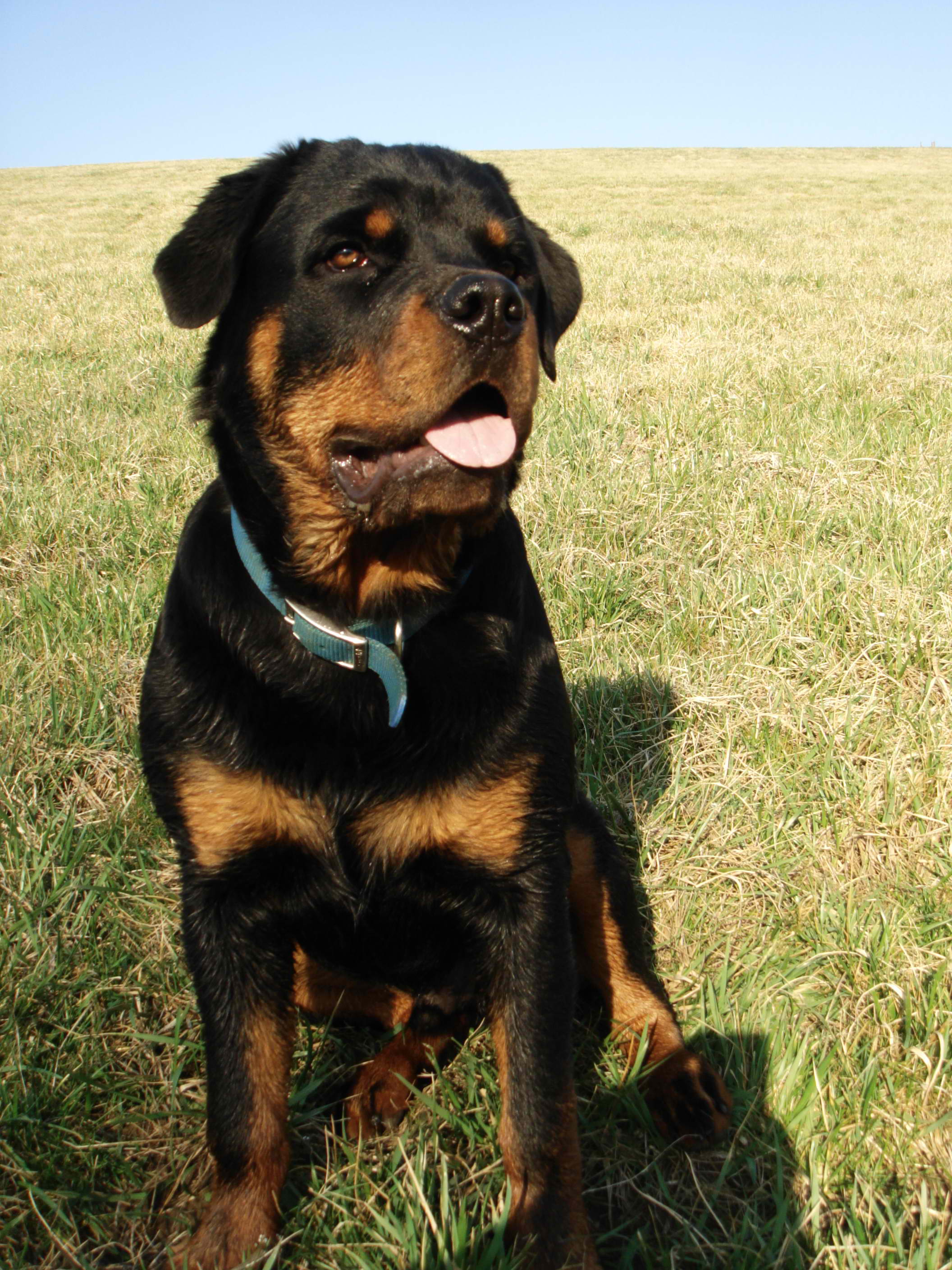 Rottweiler – Dog Breed Guide