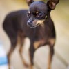 Russian Toy Terrier profile photo