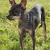 Russian Toy Terrier or Moscow Toy Terrier